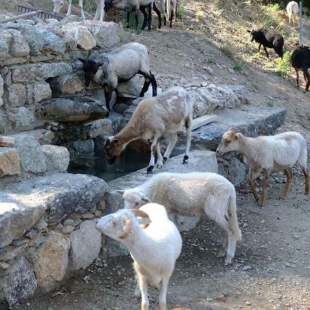 Les Bergeries "Le Figuier" Hotel Omessa Екстериор снимка